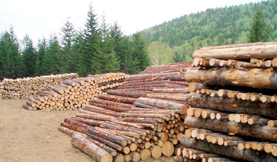 安定的供給が期待されているオホーツク地域の国有林材