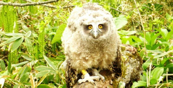 国内特定希少野生動植物種シマフクロウ