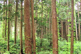 スギの造林地（江差町）