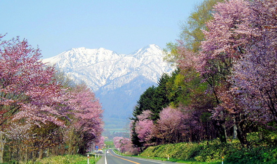 春の芦別岳