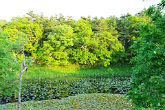 稚咲内砂丘林と湖沼群