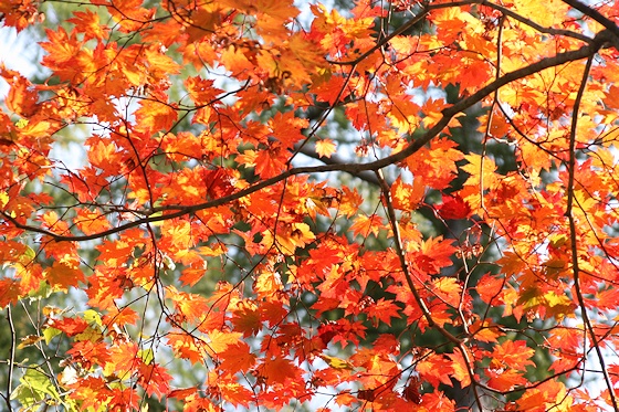 紅葉の塩谷国有林で現地実習