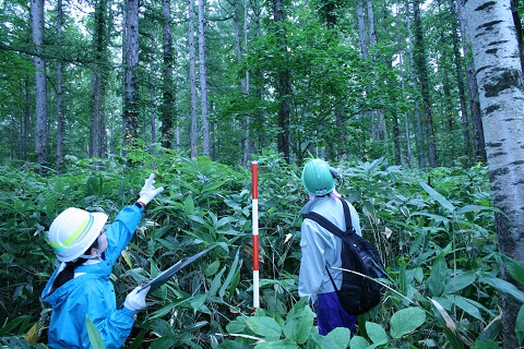 カラマツを見上げて、樹高を見ている研修生の写真