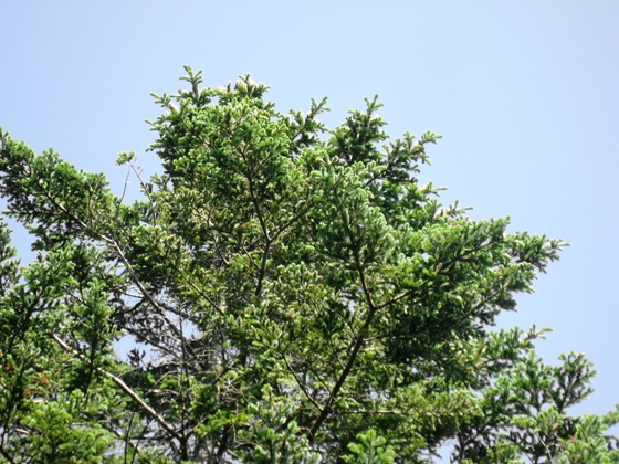 樹冠全体の着花割合を観察