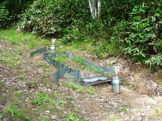 作業道に設置したプロット1