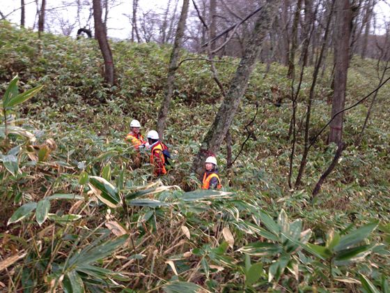 厚いクマイザサ植生にも負けず…