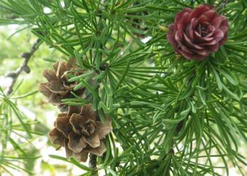 グイマツの去年の球果と今年の雌花