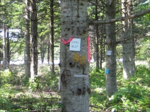 （調査する木には標示板がついています）
