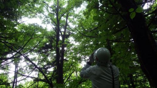 雌花を探し見上げている様子