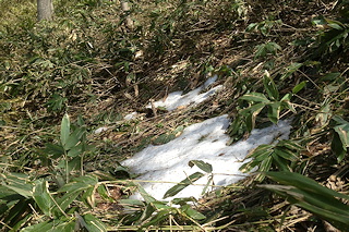 雪はすっかり解けてしまっていました