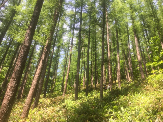 カラマツ林