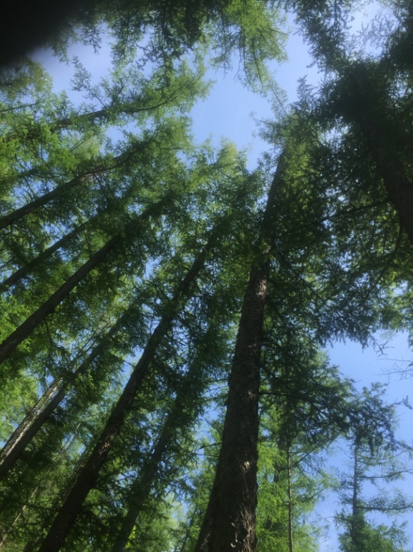 カラマツ林樹冠