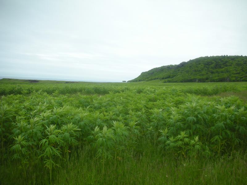 知床岬のハンゴンソウ