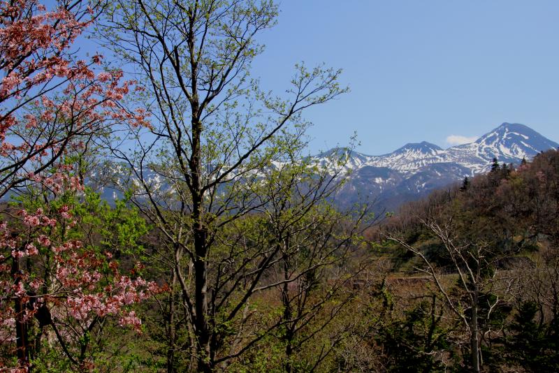 サクラと連山