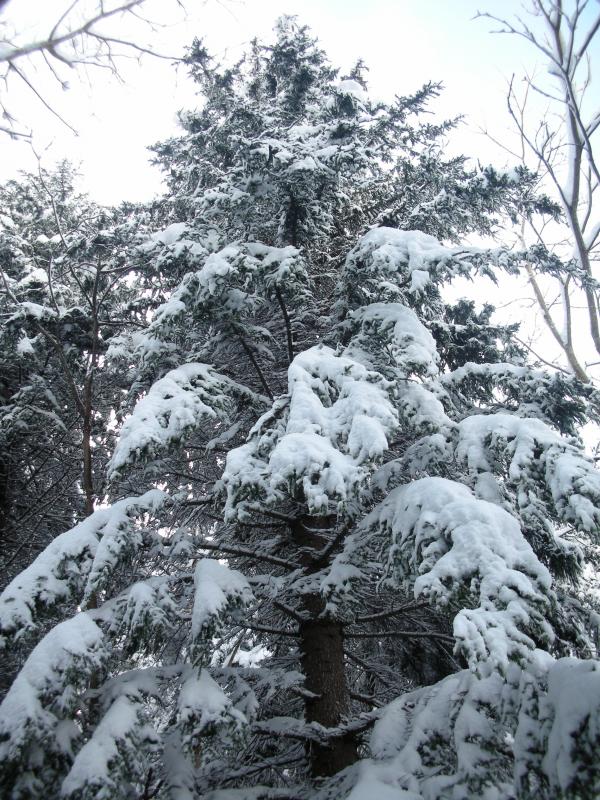 トドマツ枝に雪１