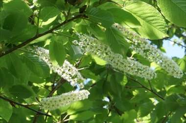 シウリザクラの花