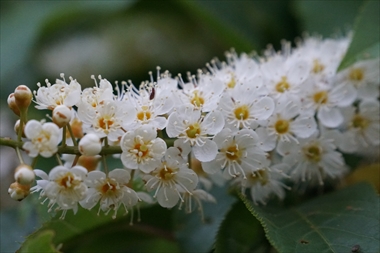 白くて、花びらが５枚