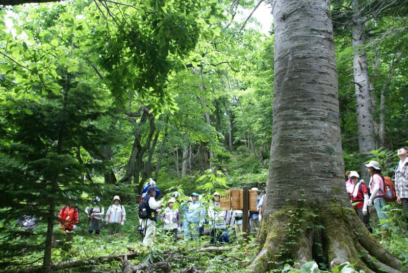 樹齢190年のトドマツ