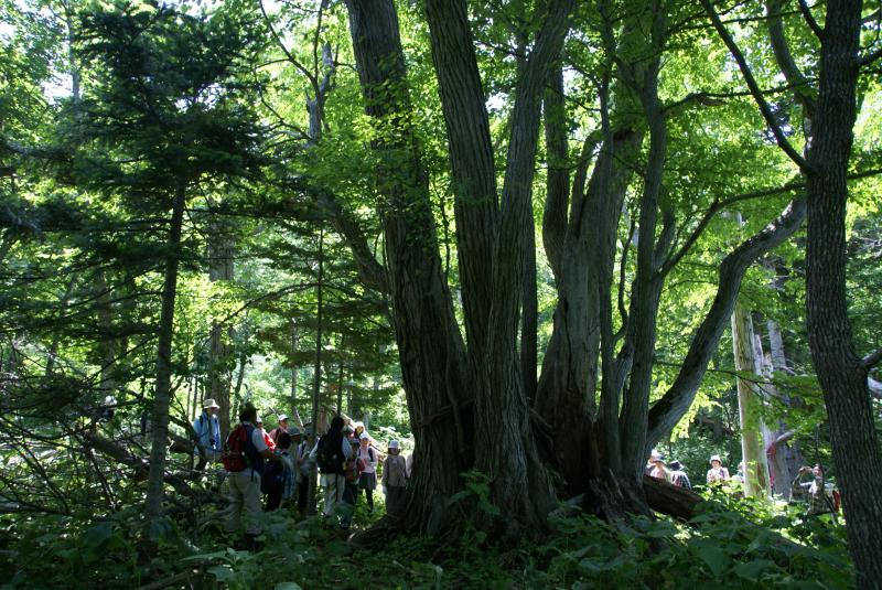 樹齢450年のカツラ