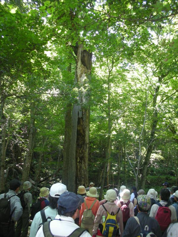 散策風景（ニレの大木の前で）