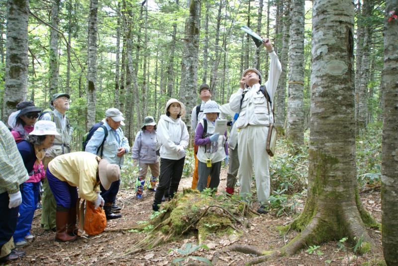 切り株の上の芽吹きの説明