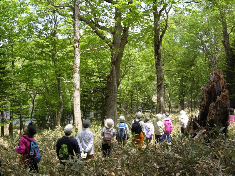 樹齢700年のミズナラ