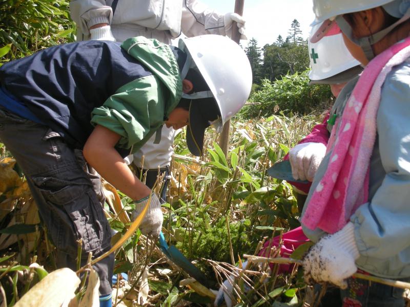 アカエゾ植樹