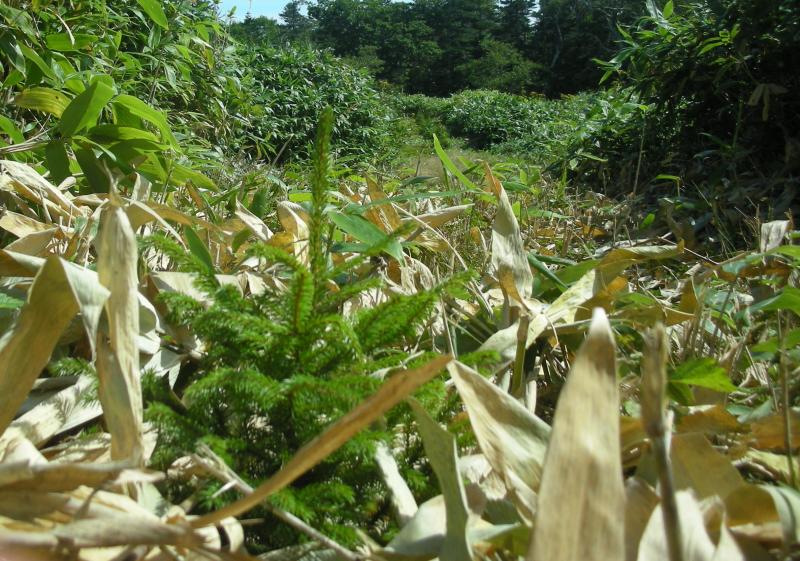 植樹完了（アカエゾ）