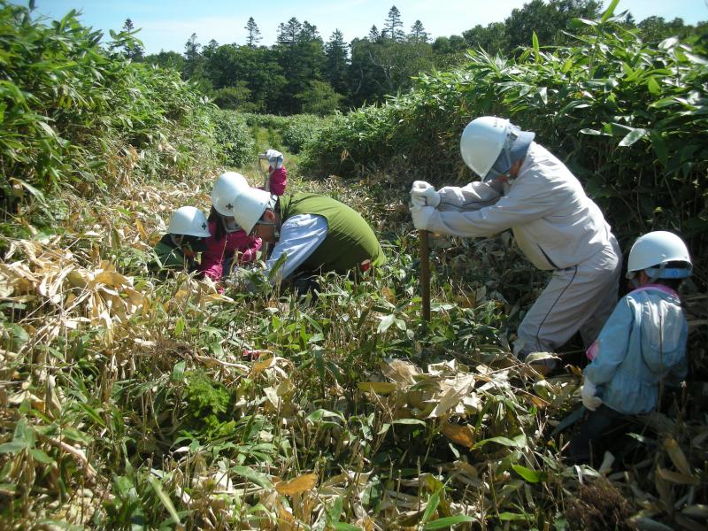 植樹作業（アカエゾ）