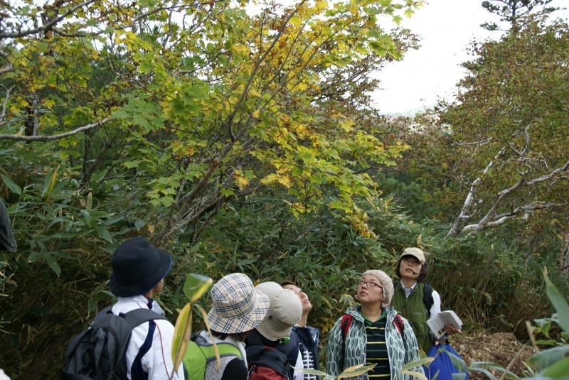 ミネカエデの紅葉