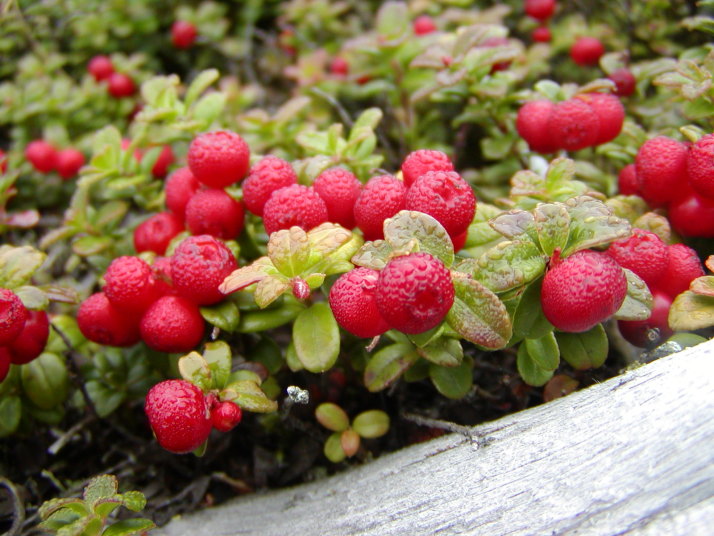 北海道森林管理局 知床の高山植物たち