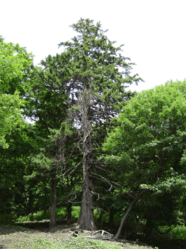 倒れる前の樹齢350～400年と推測される巨木アカエゾマツ（直径4m、高さ31m）