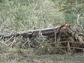 平成16年9月の台風18号により根倒れとなる巨木アカエゾマツ