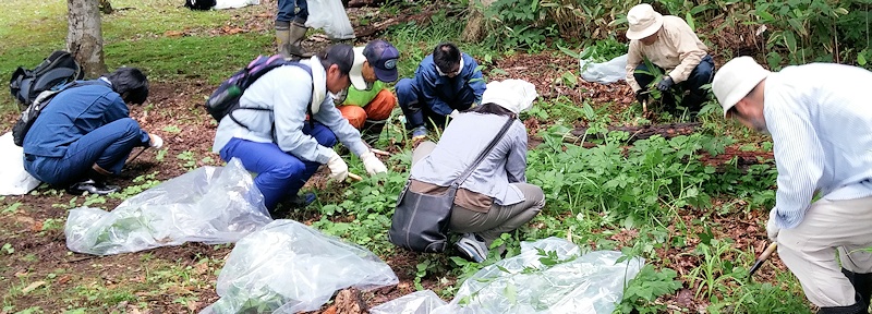 利根別自然休養林でのオオハンゴンソウ除去作業