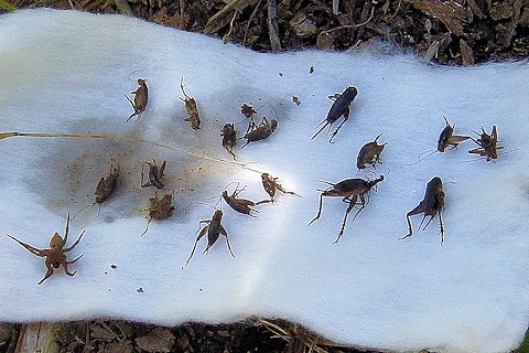 草原の中の罠にかかった虫