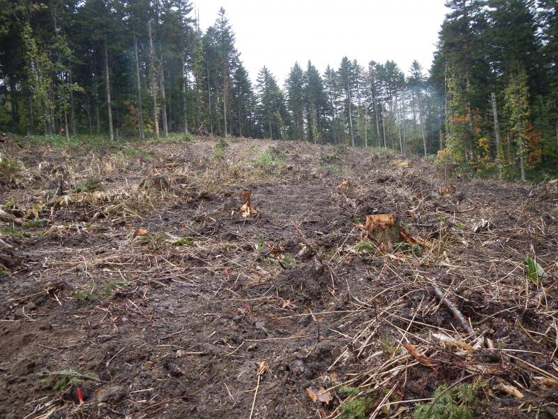 誘導伐実施箇所（3段林造成を目指した39mの帯状伐採）