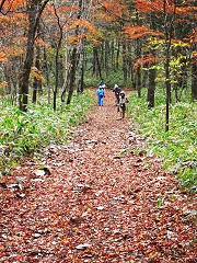 たくさんの落葉が積もった遊歩道