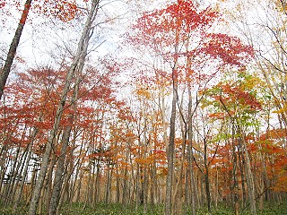 もみじ平の紅葉