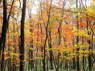 遊歩道周辺の鮮やかな紅葉