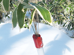 プラスチックの杭から笹が・・?（どうやって生えてきたのかみんなで悩む）