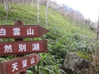 笹が生い茂っていた登山道