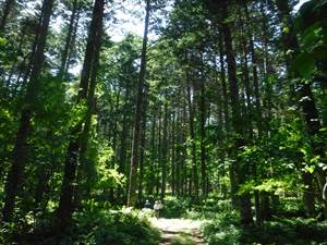 84年生トドマツ人工林（樹高は25mを超え、広葉樹が混交する）