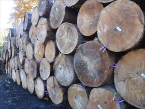 製材前のスプルース(アラスカ産)