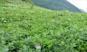 七合目から山頂にかけての一面の花