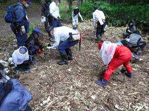 自分で育ててきたドングリ苗を植付