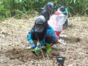 自分で育ててきたドングリ苗を植付