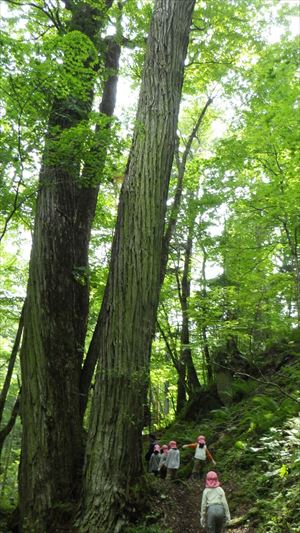 森の巨人たち百選にも選ばれている「三本桂」