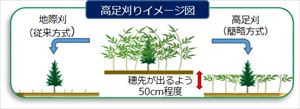 高足刈のイメージ図