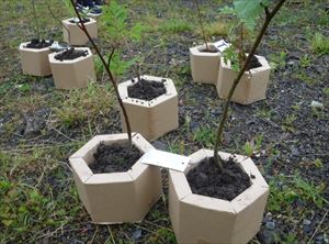 植樹直前のカミネッコン