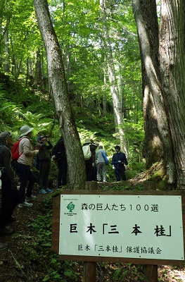 ２００年以上も生きている巨木『三本桂』